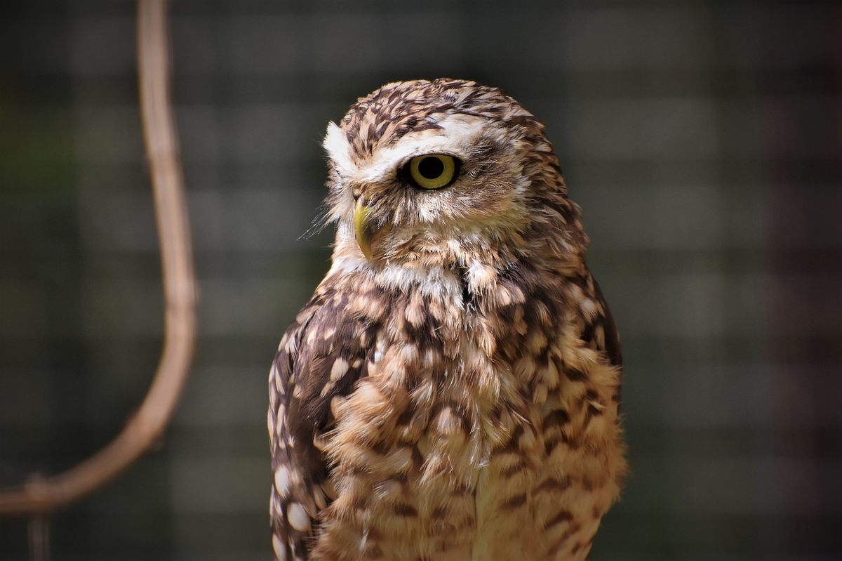 Фото с сайта pixabay.com