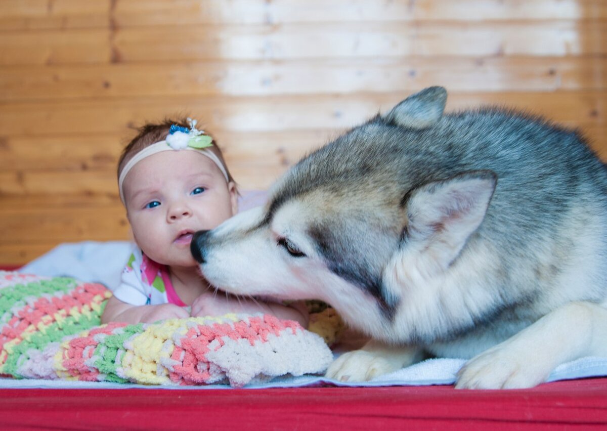 Вторая собака в семье | In Dogs we Trust | Дзен