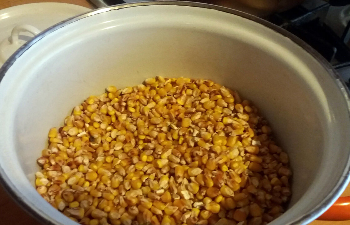 кукуруза сечка. кукуруза дроблёная. приготовление кукурузы в початках. кукуруза (зерно). как приготовить зерна кукурузы.