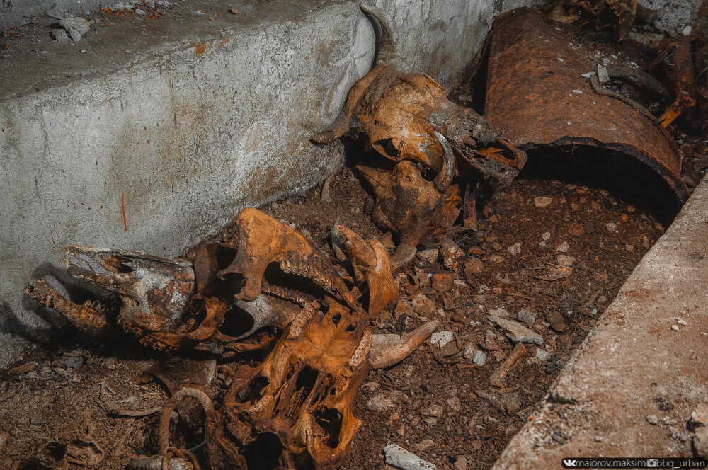 Дыра в горе завела в огромное подземелье с сотнями костей и черепов!