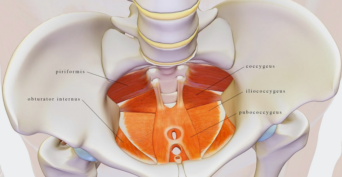 Мышцы тазового дна у женщин фото схема анатомия