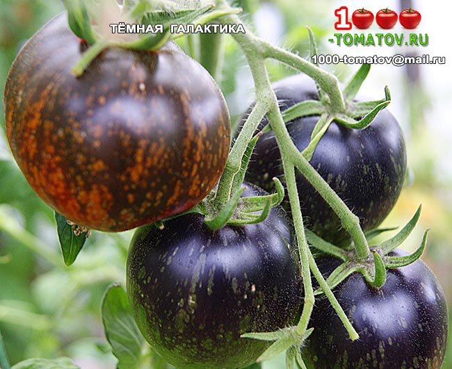 Томат ТЁМНАЯ ГАЛАКТИКА фото 2