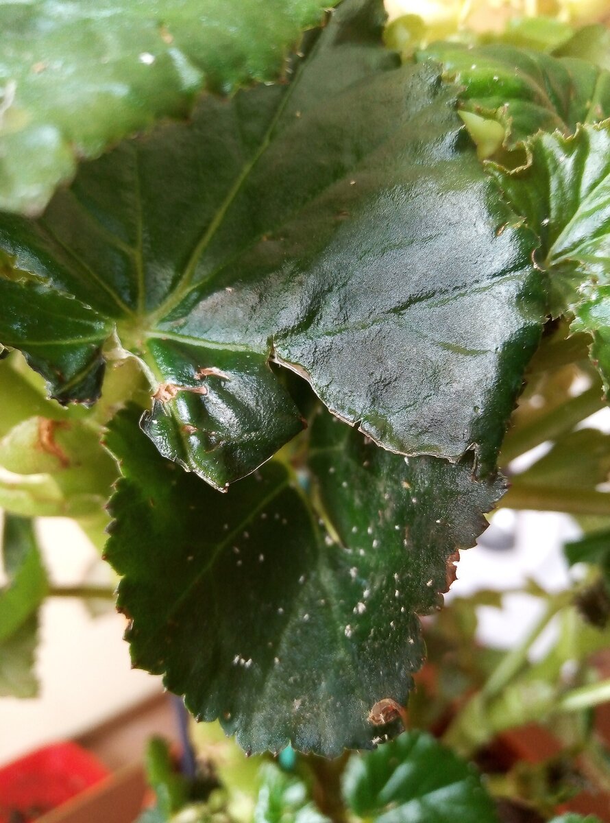 Фото уже после моей обработки, дряни стало меньше