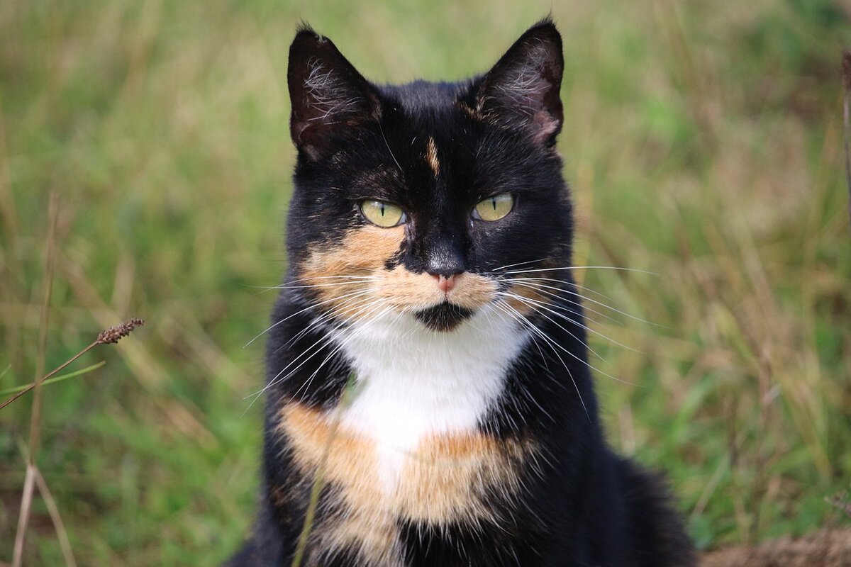 Фото: pixabay.com