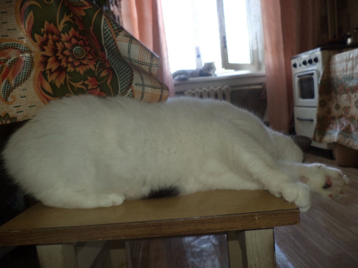 Лота ловит лучик