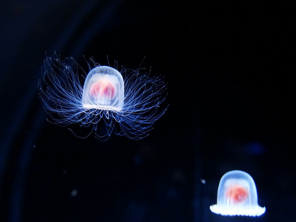 Медуза Turritopsis Dohrnii 