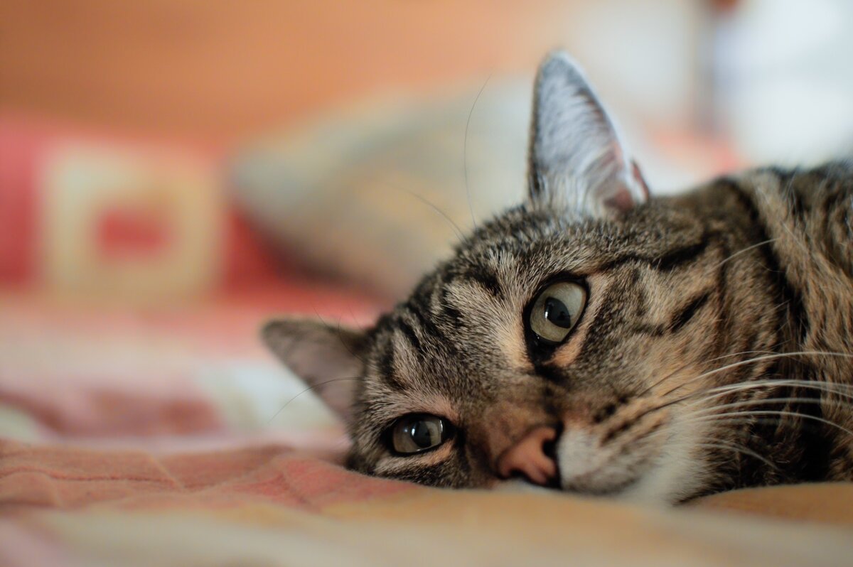 Фото: publicdomainpictures.net