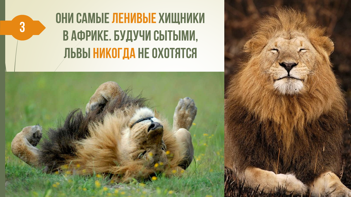 Купила мажорка за границей львов и ... забыла о них. ru.net Дзен
