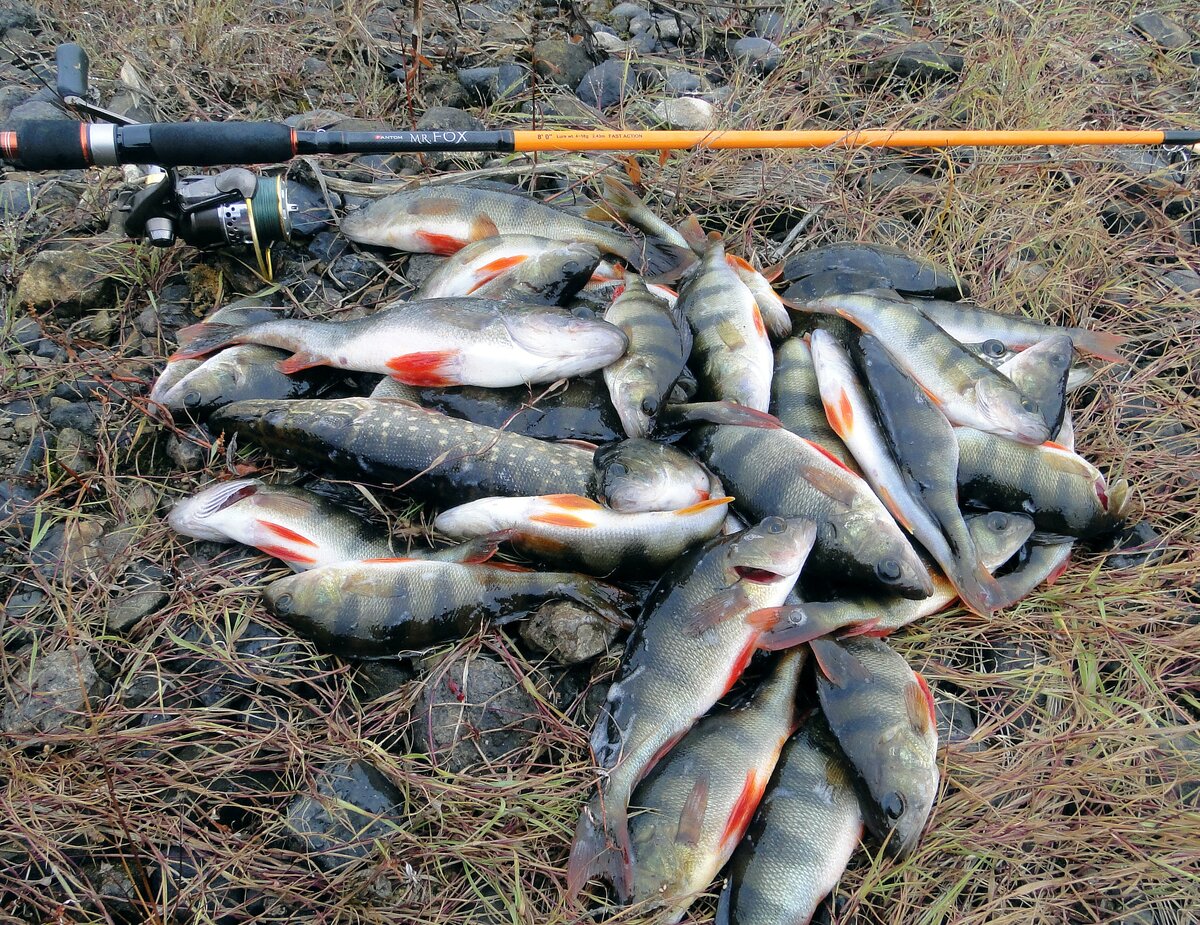 Обычная рыбалка с отводным поводком на окуня на реке Молога...