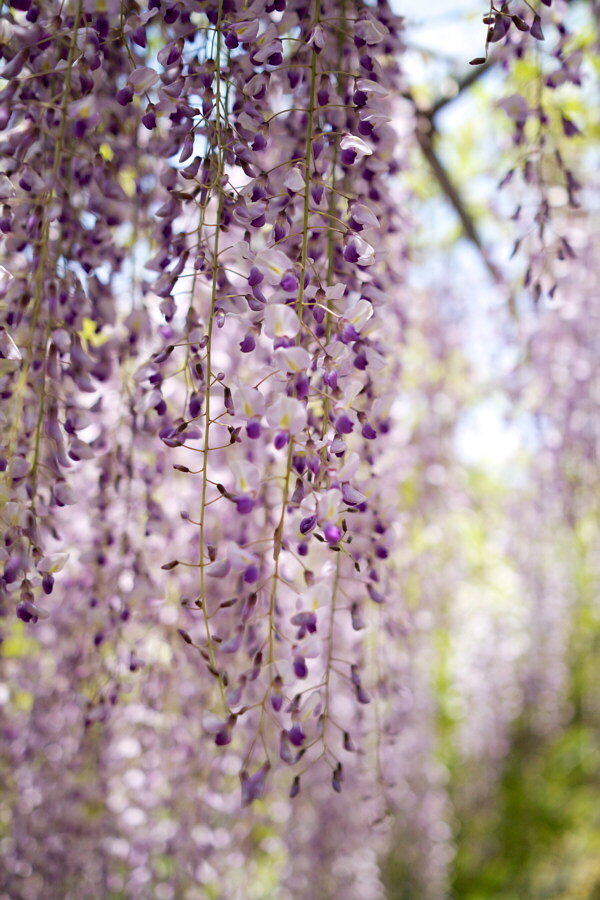 Соцветия глицинии