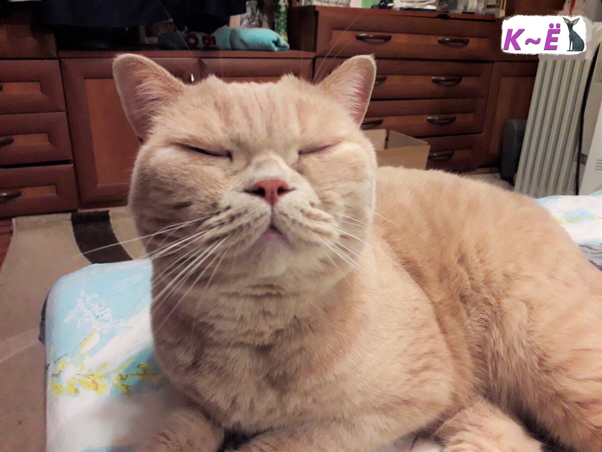 Наш кот Матвей