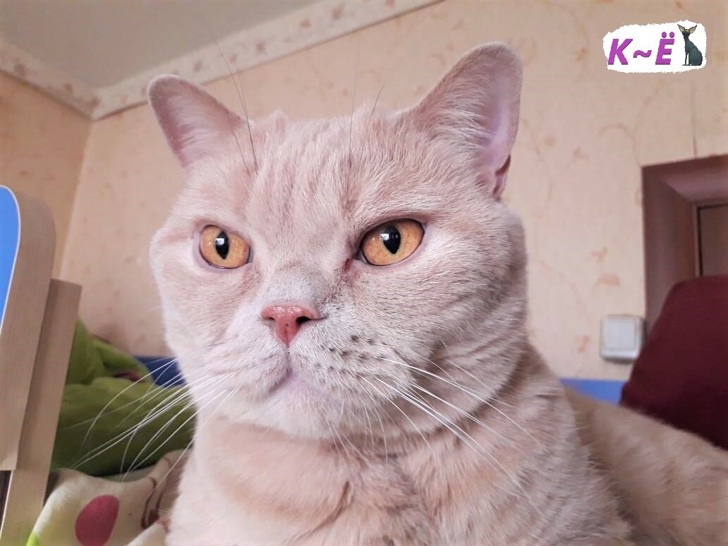 Наш Матвейка (домашнее фото)