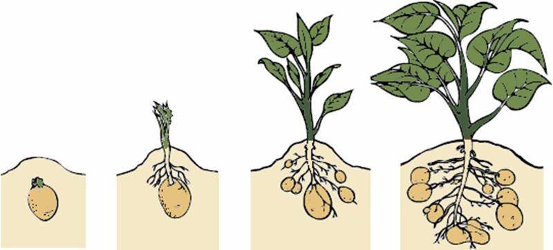 Как размножается картофель?