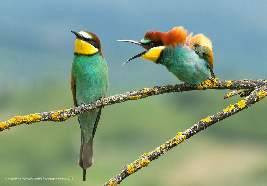 © Vlado Pirsa | Финалист The Comedy Wildlife Photography Awards 2019