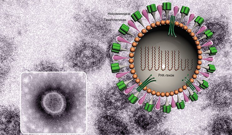 Схема  строения вириона вируса гриппа. В центре вириона – РНК-геном, состоящий  из восьми отдельных частей. В мембрану встроены молекулы гликопротеинов  гемагглютинина и нейраминидазы, отвечающие за связывание вирусной  частицы с рецепторами клетки-хозяина. Вариации в их строении определяют  субтип вируса гриппа: H(1-16)N(1-9)