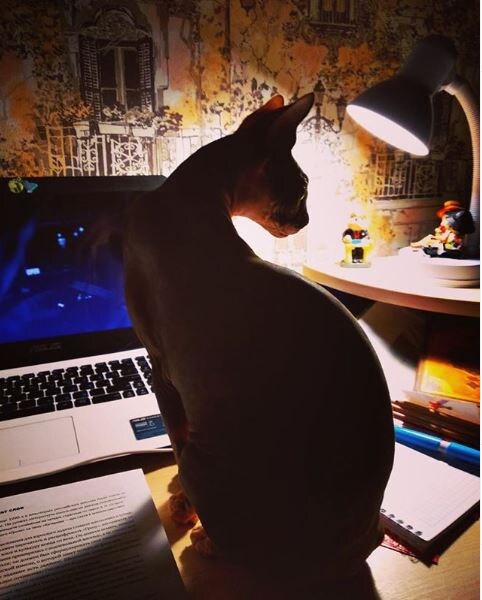 А это Гелла. Пишет предвыборную программуррррр🐱‍💻