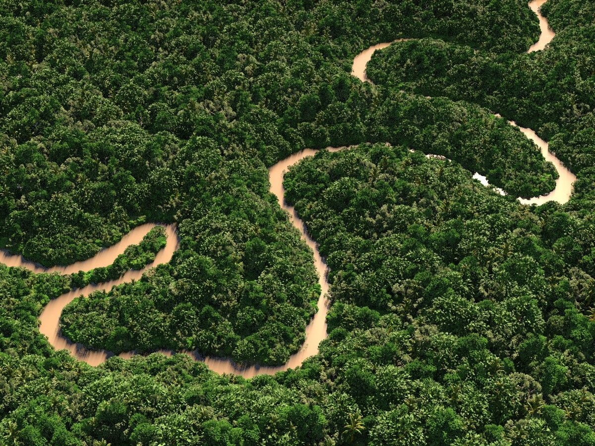 Бразильский лес