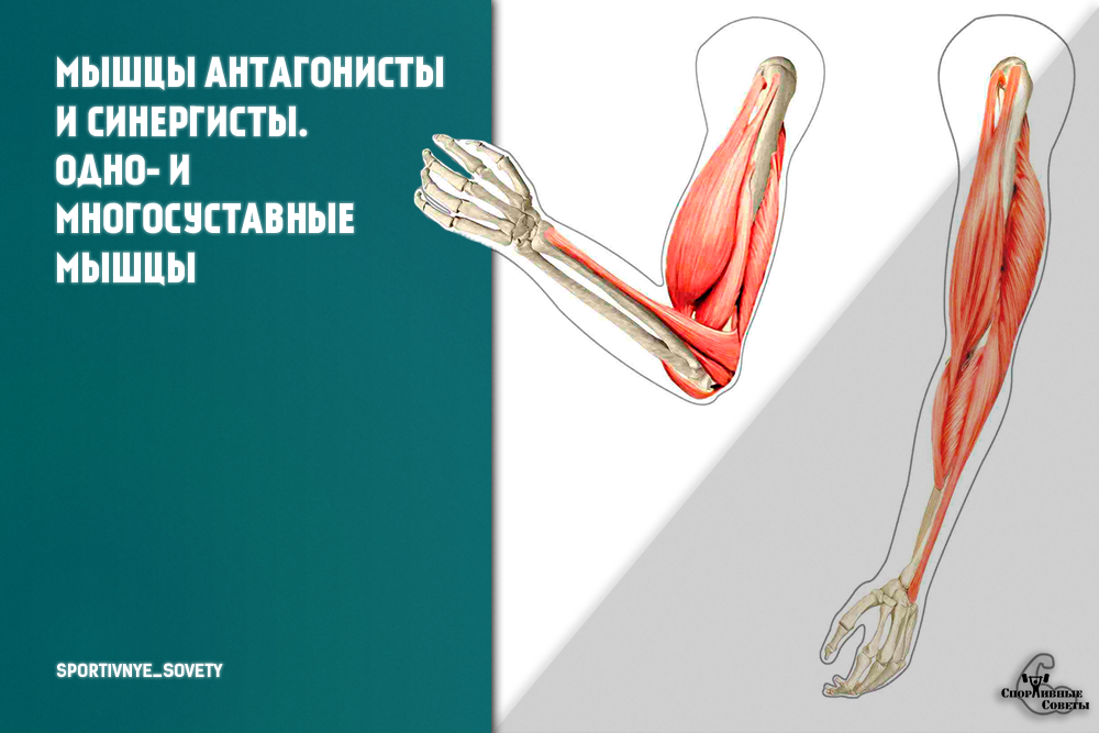 Агонисты, синергисты и антагонисты Или как правильно выбирать упражнение | Пикабу