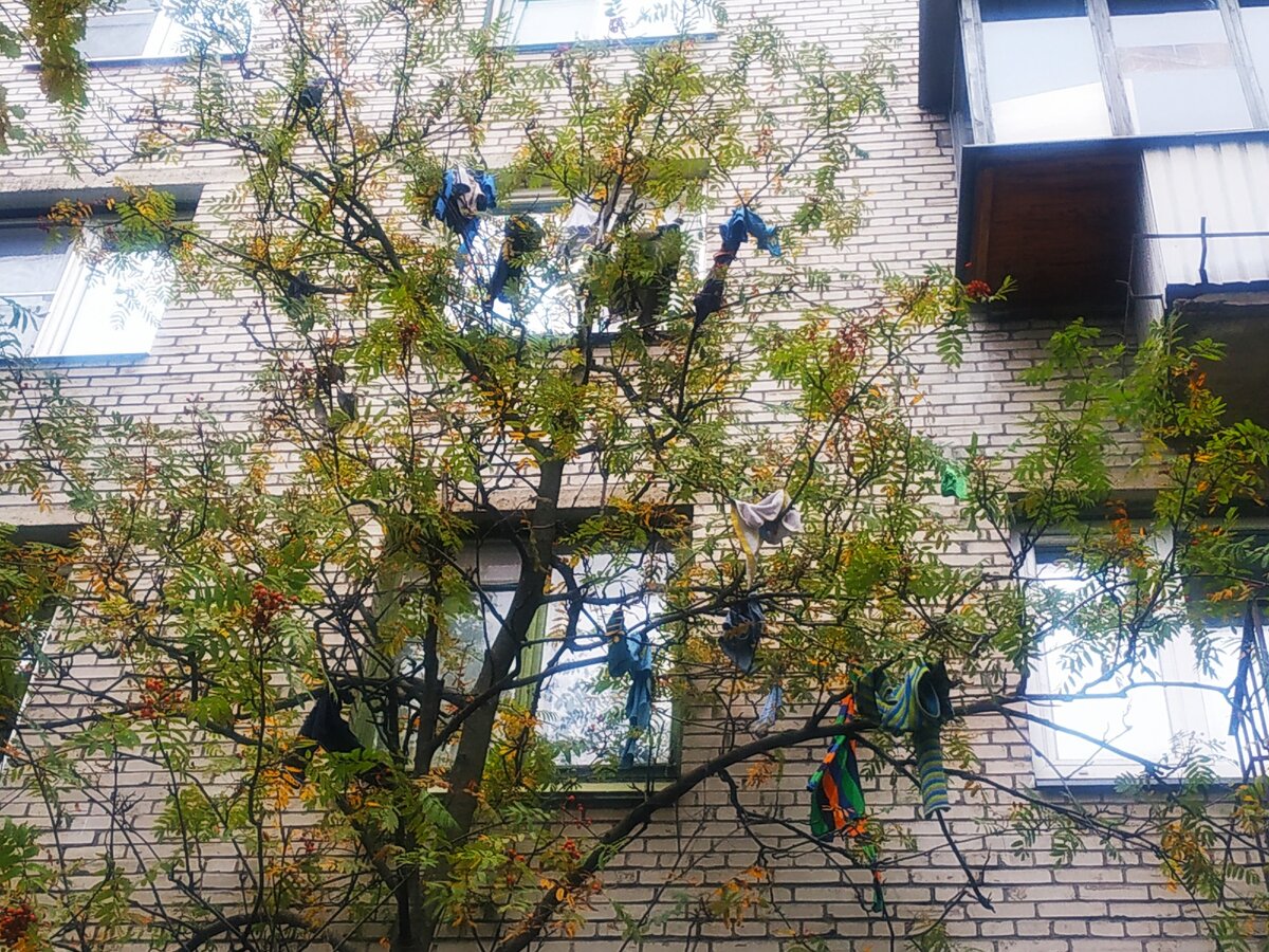 Ночные укусы клопов так достали нашего товарища, что он на нервах выбросил  из окна вещи , которые находились около кровати. Почему то он решил, что именно в них прятались кровососы. После не законной утилизации вещей, его также, начали грызть насекомые, только он стал засыпать. Схватив смартфон он жаждуще отыскал нашу службу , позвонил, истерическим голосом оставил заявку на ночь 03.30 , сказав что откладывать нет терпения. Но могло всё обойтись менее скандально, если принять меры своевременно. Дезинсеция. Дезинфекция. Дератизация. Бесплатный звонок по России для Вас. 8 800 301 7079