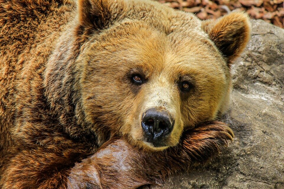 https://pixabay.com/photos/bear-grizzly-bear-brown-bear-zoo-838688/