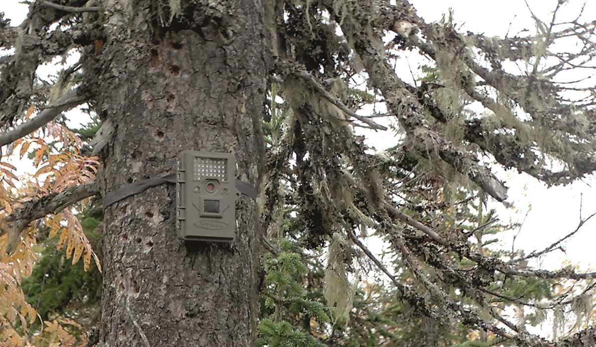 Фотоловушки стали незаменимыми помощниками в научных исследованиях