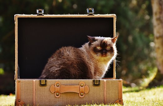 https://pixabay.com/ru/photos/%D0%BA%D0%BE%D1%88%D0%BA%D0%B0-2149809/