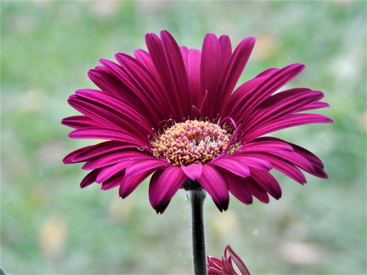 Гербера Джеймсона  REVOLUTION Select Mixture Improved