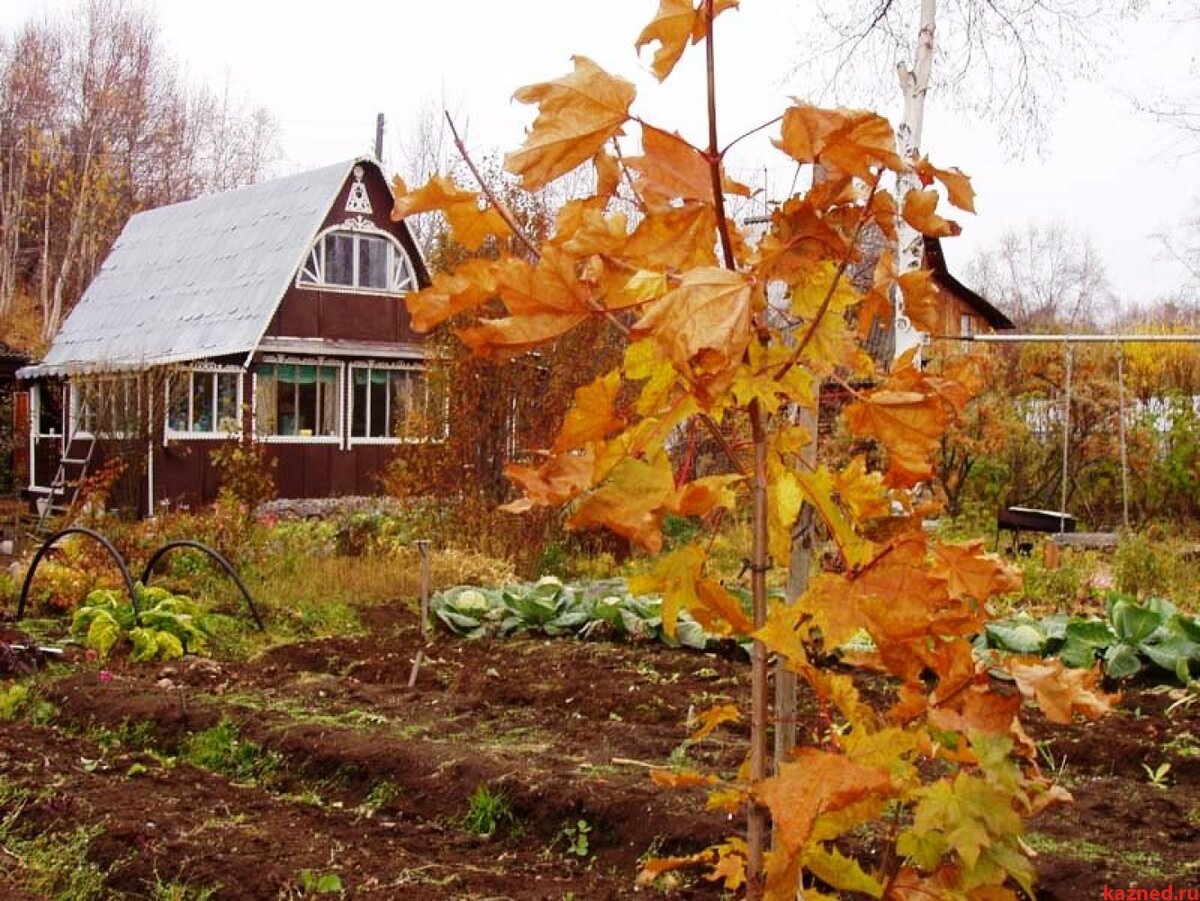 картинки осень в саду и огороде