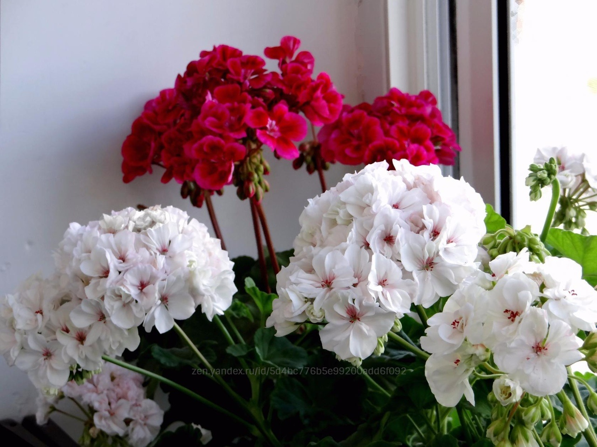 Фото из личной коллекции 