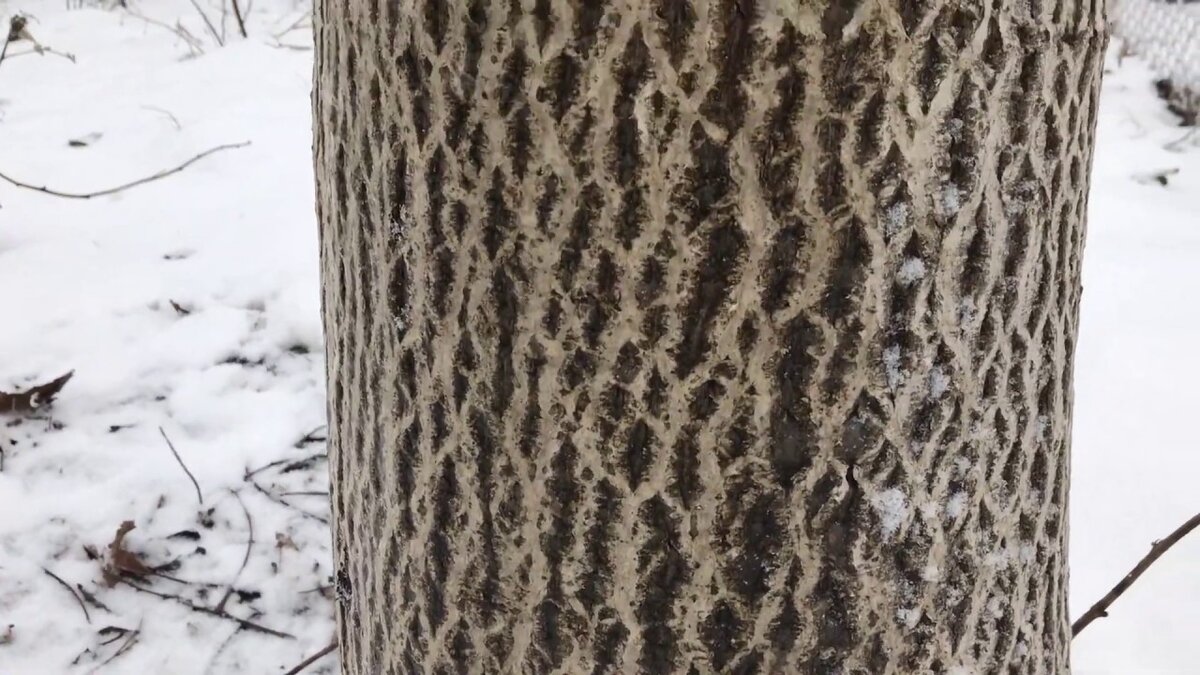 Яндекс картинки