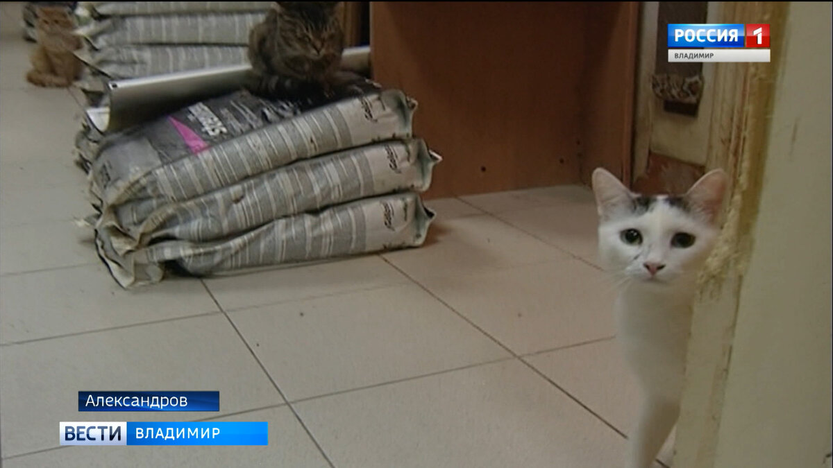 Фото "Вести-Владимир"