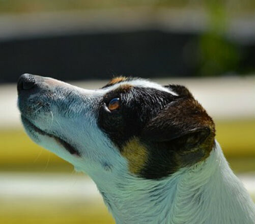 Редкость заболевания у собак