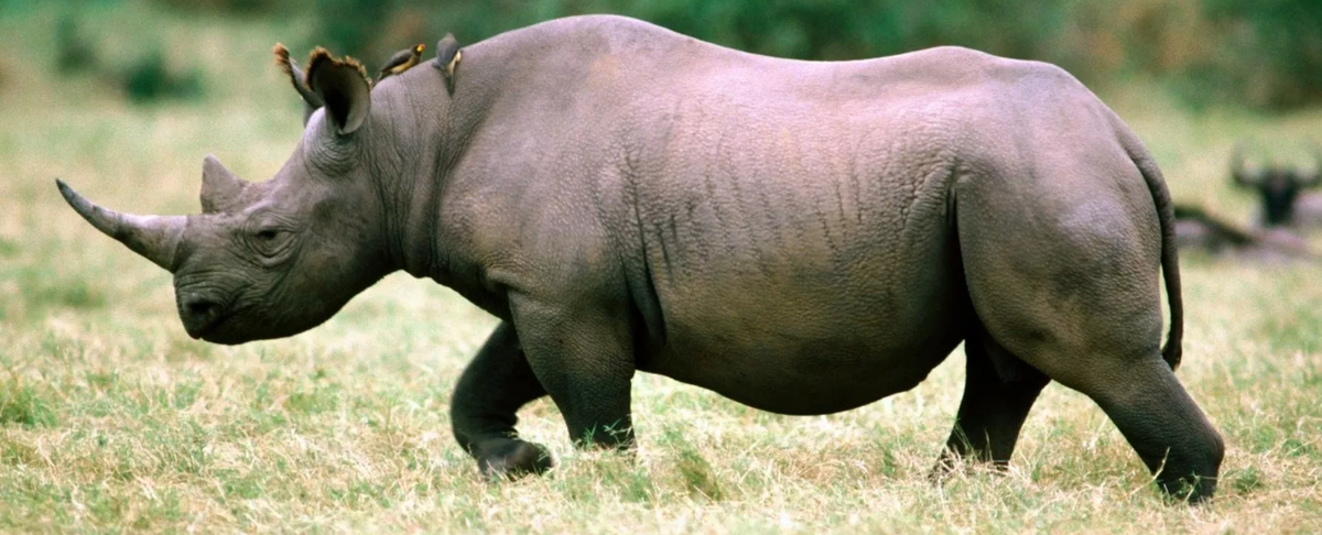 фото lusana.ru/presentation/2906