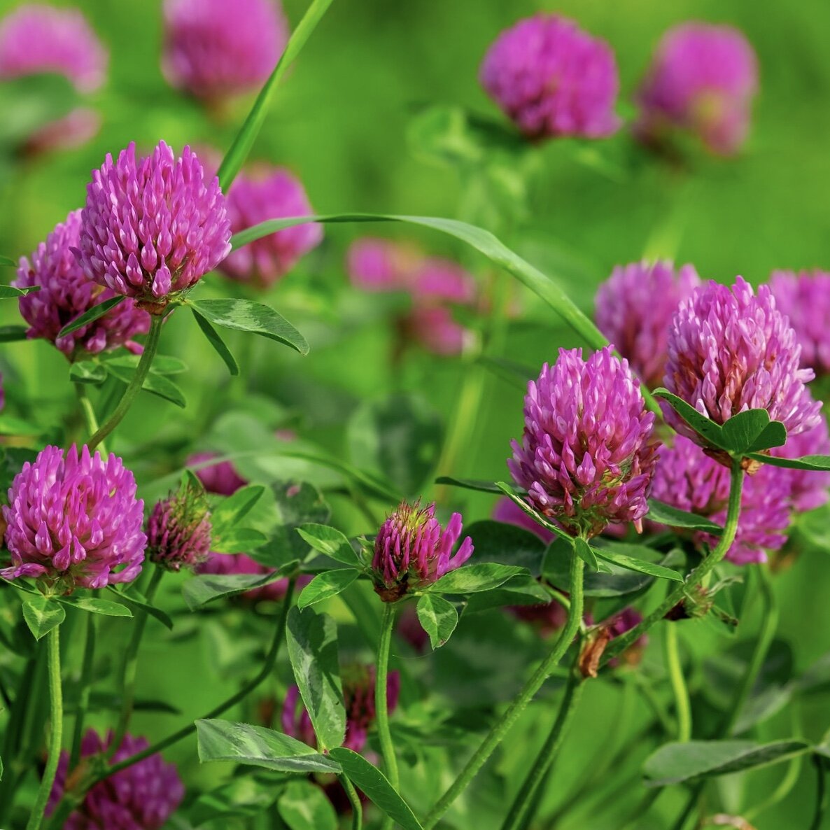 Клевер луговой. Как зовут клевера. Клевер гибридный (клевер розовый). Клевер цветет. Как зовут клевера.