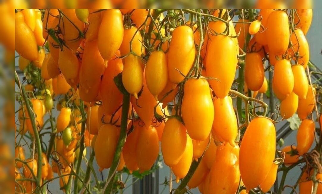 Сорт желтых томатов - Банановые ноги