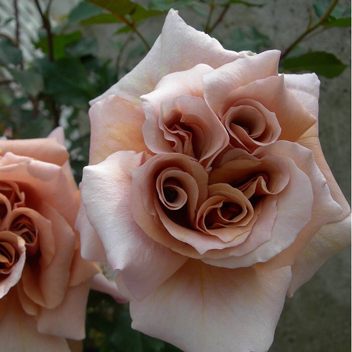 Сорта японских роз: названия, фотографии и отзывы
