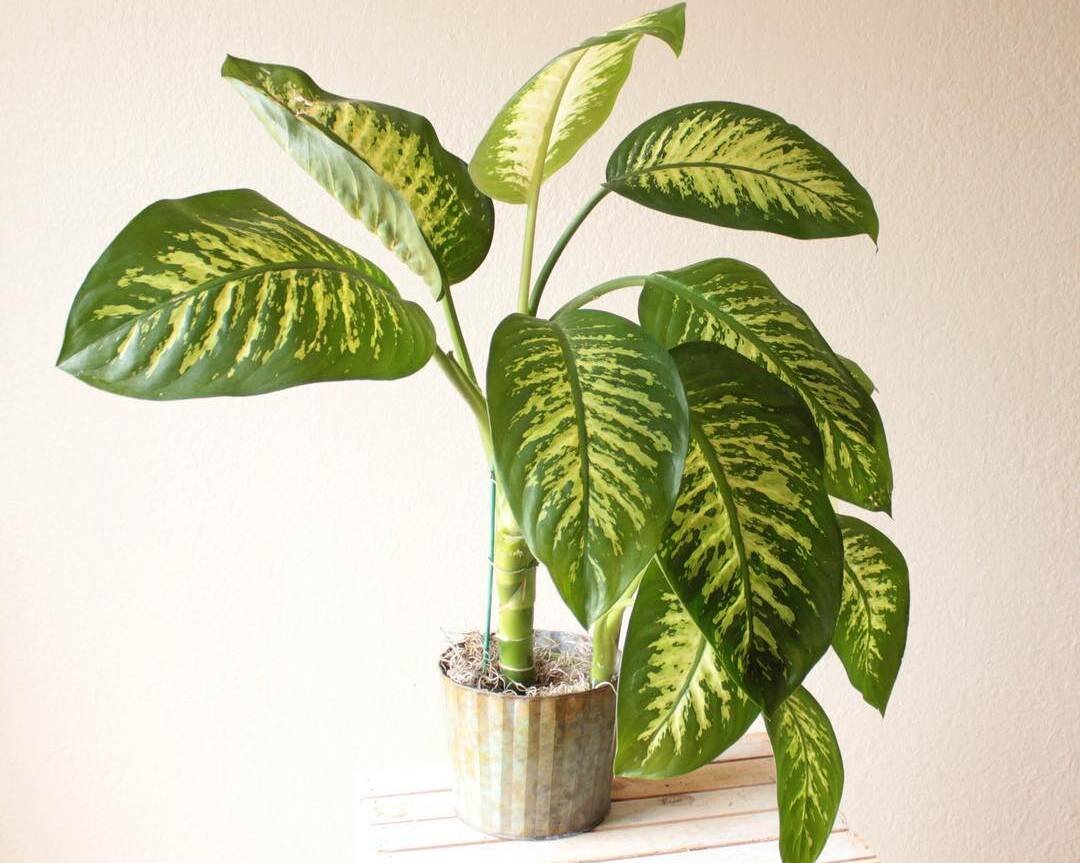 Фотография 1. Диффенбахия в комнате