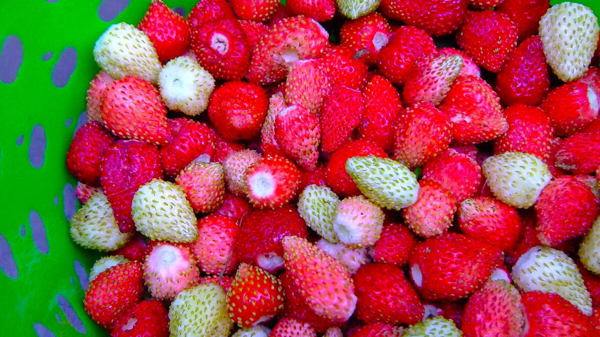 Земляничка первогодка. Сорта Барон Солемахер, Золотинка (белая), Александрина и Руяна