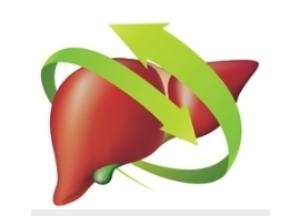 Печень — орган, способный восстанавливать до 70% поврежденных клеток. Эта железа выполняет ряд важнейших функций в организме человека.