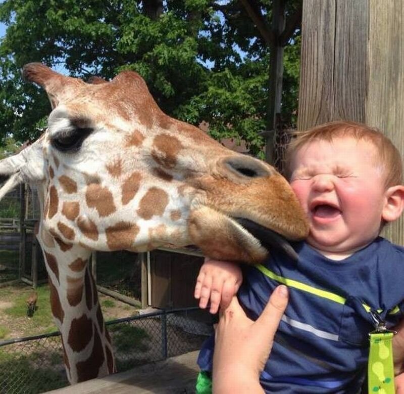 Животные дети просмотра. Забавные животные. Про жирафа для детей. Смешные дети и животные. Жирафы прикольные.