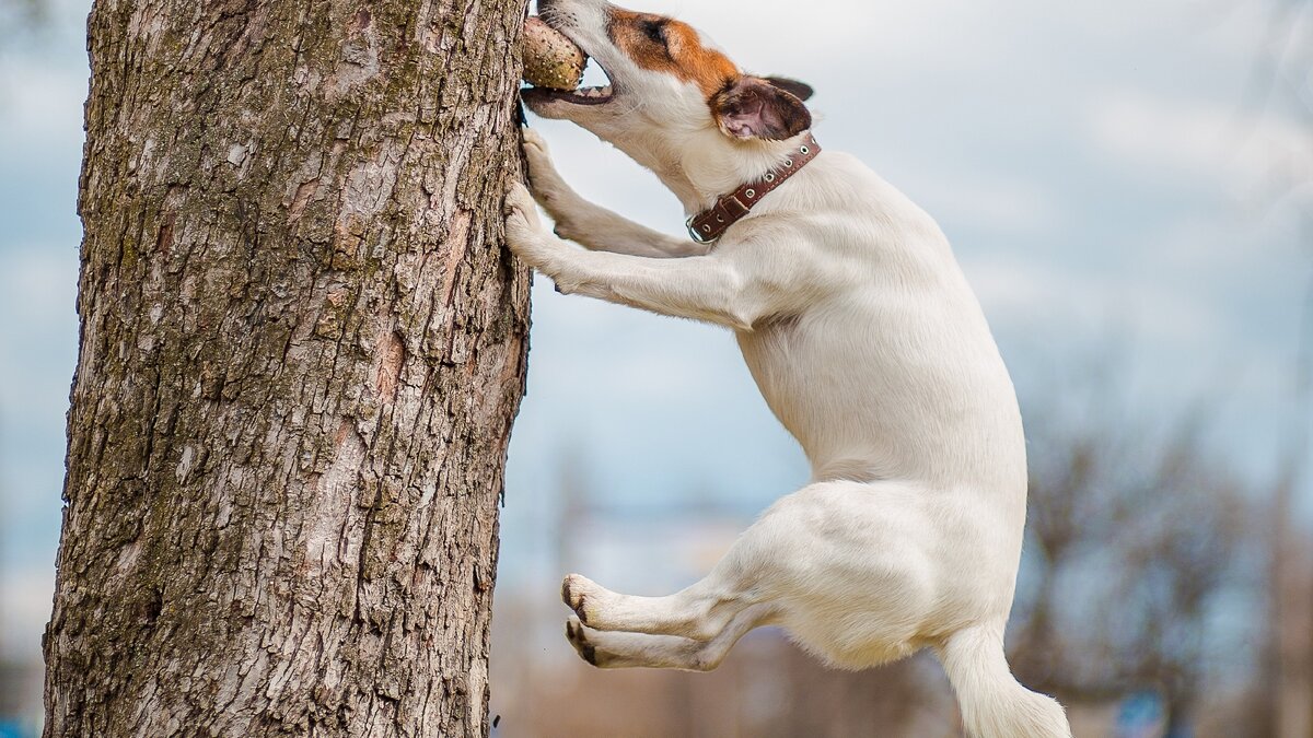 Яндекс картинки