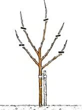 Для того, чтобы для вас стала более понятной обрезка айвы, фото представлены ниже: