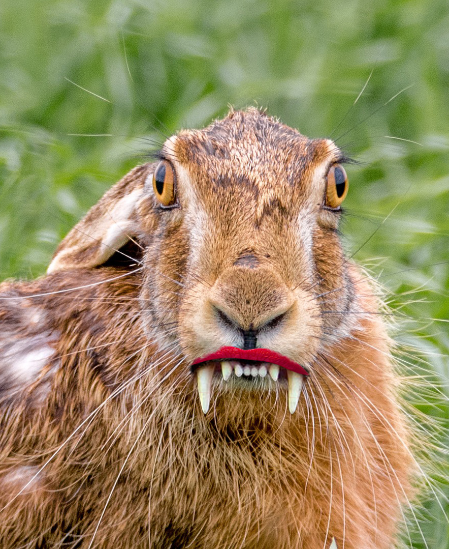 Вышла Зайка из сарайки, Оглянулась – тишина.
И со скуки в Дзен залезла, там историй просто тьма!
И решила чем я хуже? Надо тоже написать!
Я как Ленин со трибуны будю людям тут вещать! 
Рассказать могу я много! И про это и про то. 
А! Еще бы, не забыть бы рассказать про то пальто…
Суть да дело мы пропустим... Создала она канал, 
А теперь в статьях читайте всех страстей ее накал.