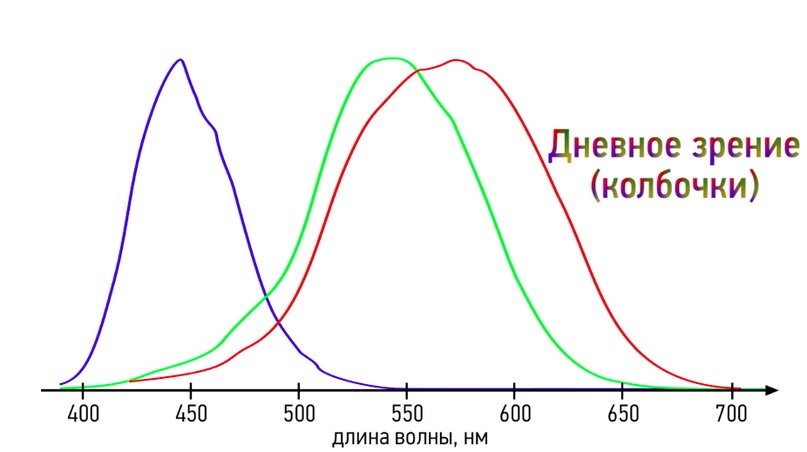 Спектральный глаз. Спектральная чувствительность колбочек. График чувствительности колбочек. Светочувствительности колбочек человеческого глаза. Чувствительность колбочек спектр.