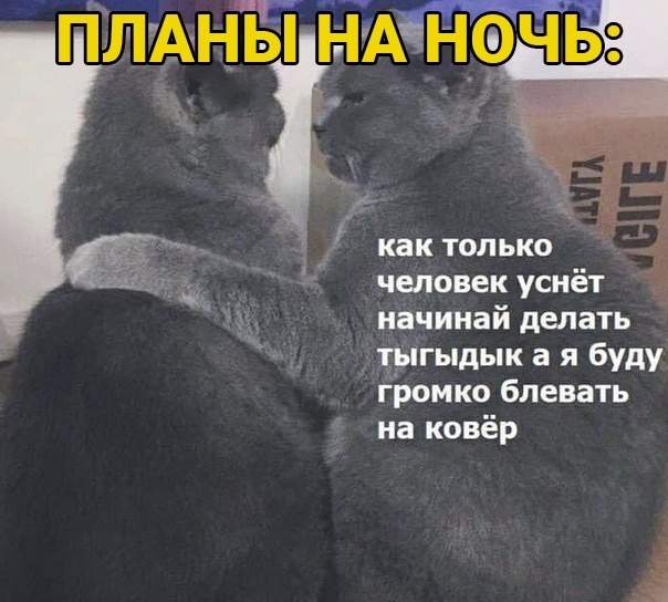 Все коты  днём когда нет некого дома