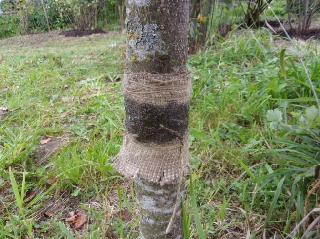 Как сделать ловчий пояс для деревьев своими руками