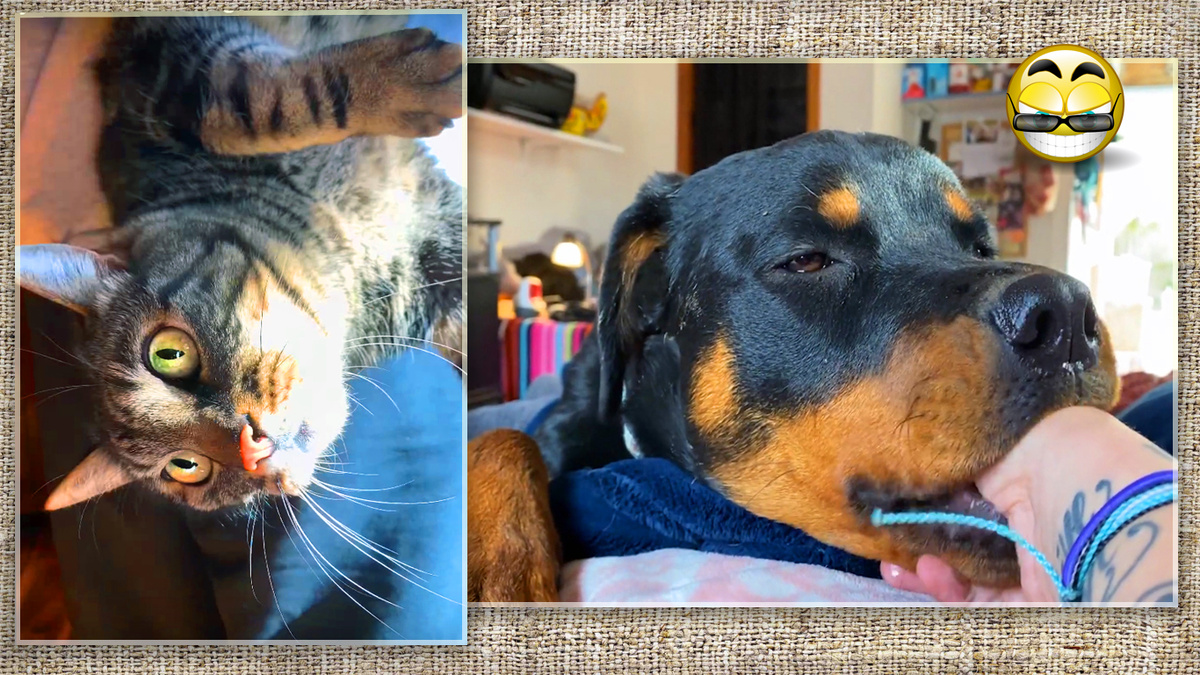 Кот Зак и очаровательный щенок ротвейлера.
