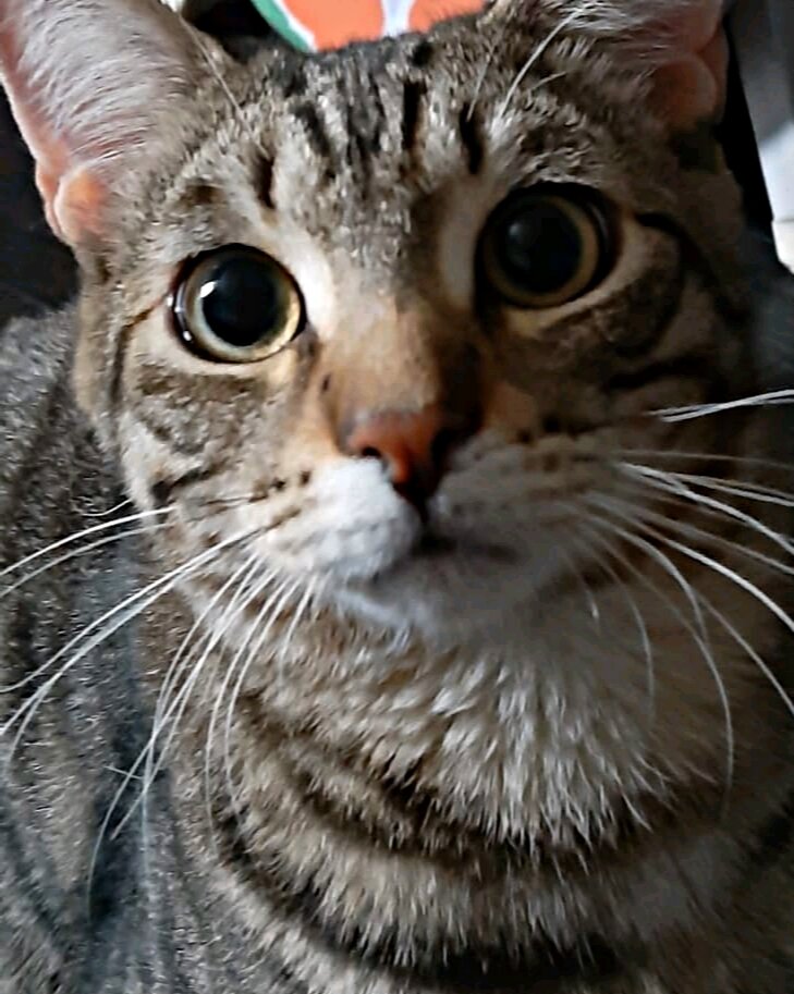 С котиками самоизолироваться веселее ))