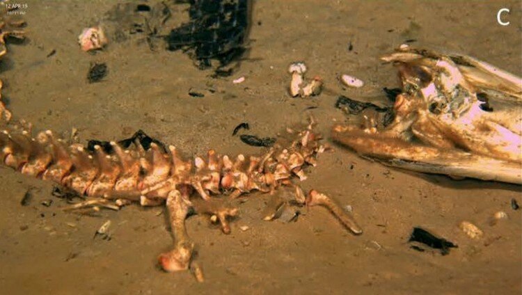 Видите коричневый пушок? Это они. -- Image: © McClain et al.