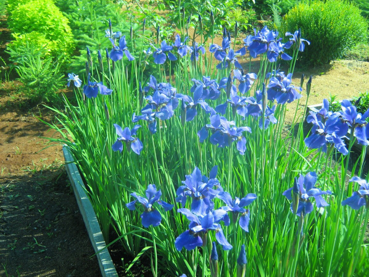 Ирис Сибирский Iris sibirica